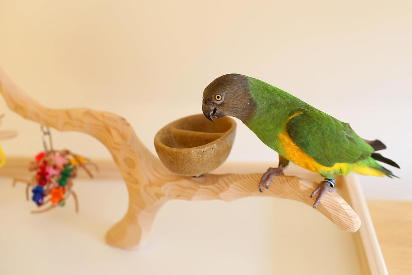 Deluxe Tabletop Perfect Tree (with Bowl) - Tree Stand for Parakeets and Small Parrots