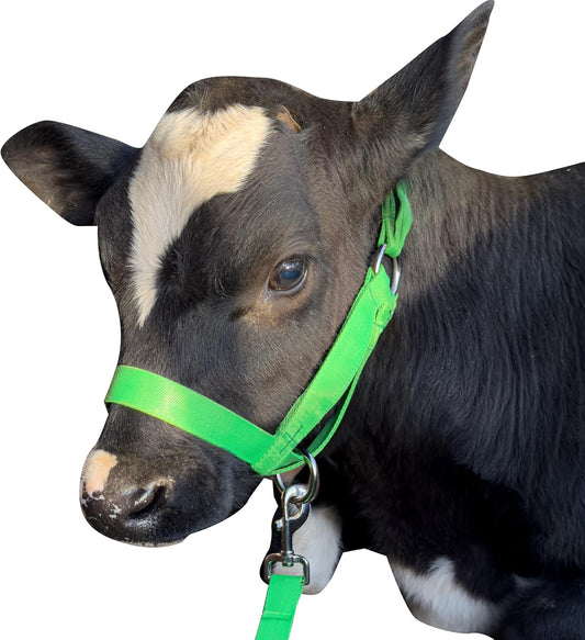 XUANNIAO Easily Adjustable Figure 8 Cow Halter, Double-Ply Premium Livestock Cattle Halters, Colorful Cow Utility Calf Halter with Leading Rope for Miniature Horse Donkey Goat Foal (Medium, Green)