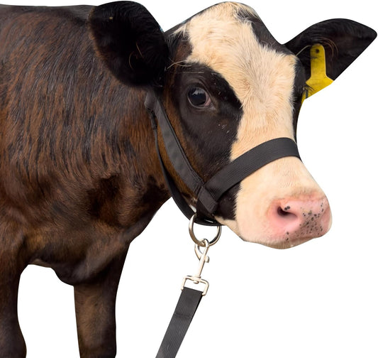 XUANNIAO Easily Adjustable Figure 8 Cow Halter, Double-Ply Premium Livestock Cattle Halters, Colorful Cow Utility Calf Halter with Leading Rope for Miniature Horse Donkey Goat Foal (Large, Black)
