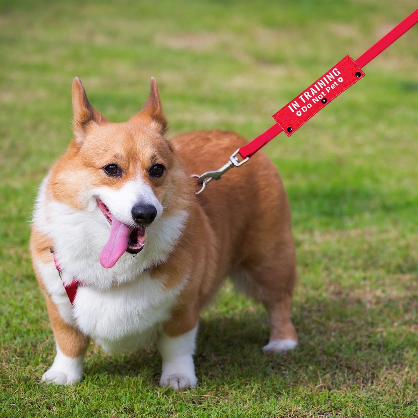 Advivio in Training Do Not Pet Funny Red Dog Leash Sleeve - Leash Wrap for Pet Dogs Walking - Dog's Gift and Dog Owner Gift