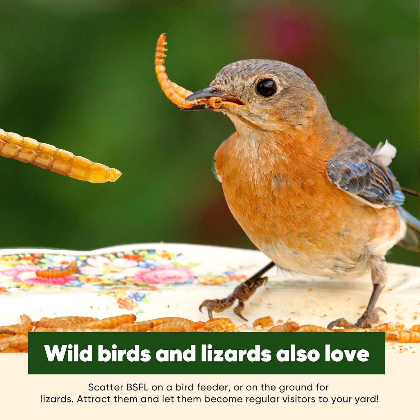 Dried Worms Black Solider Fly Larvae 5LB, Superior to Mealworms Chicken Treat, 86x Calcium Than Meal Worms, 100% Non-GMO Organic Chicken Feed