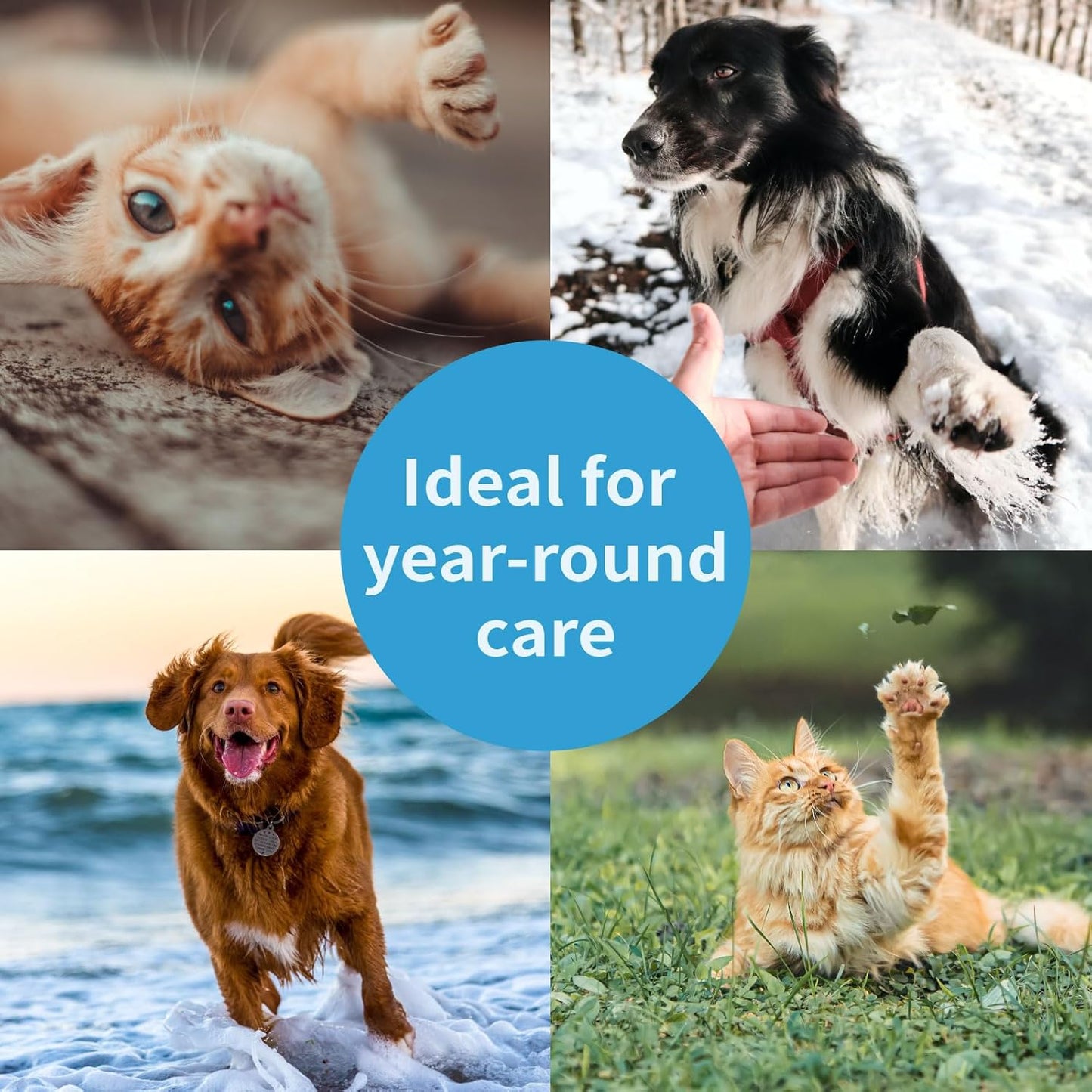 Mooncat Cat Paw Balm – Cat-Specific Paw & Nose Moisturizer for Dry Cracked Pads, Fast Absorbing Lick Safe Natural Botanical Care, Non Greasy Fragrance Free Protection & Repair - 2oz (60ml)