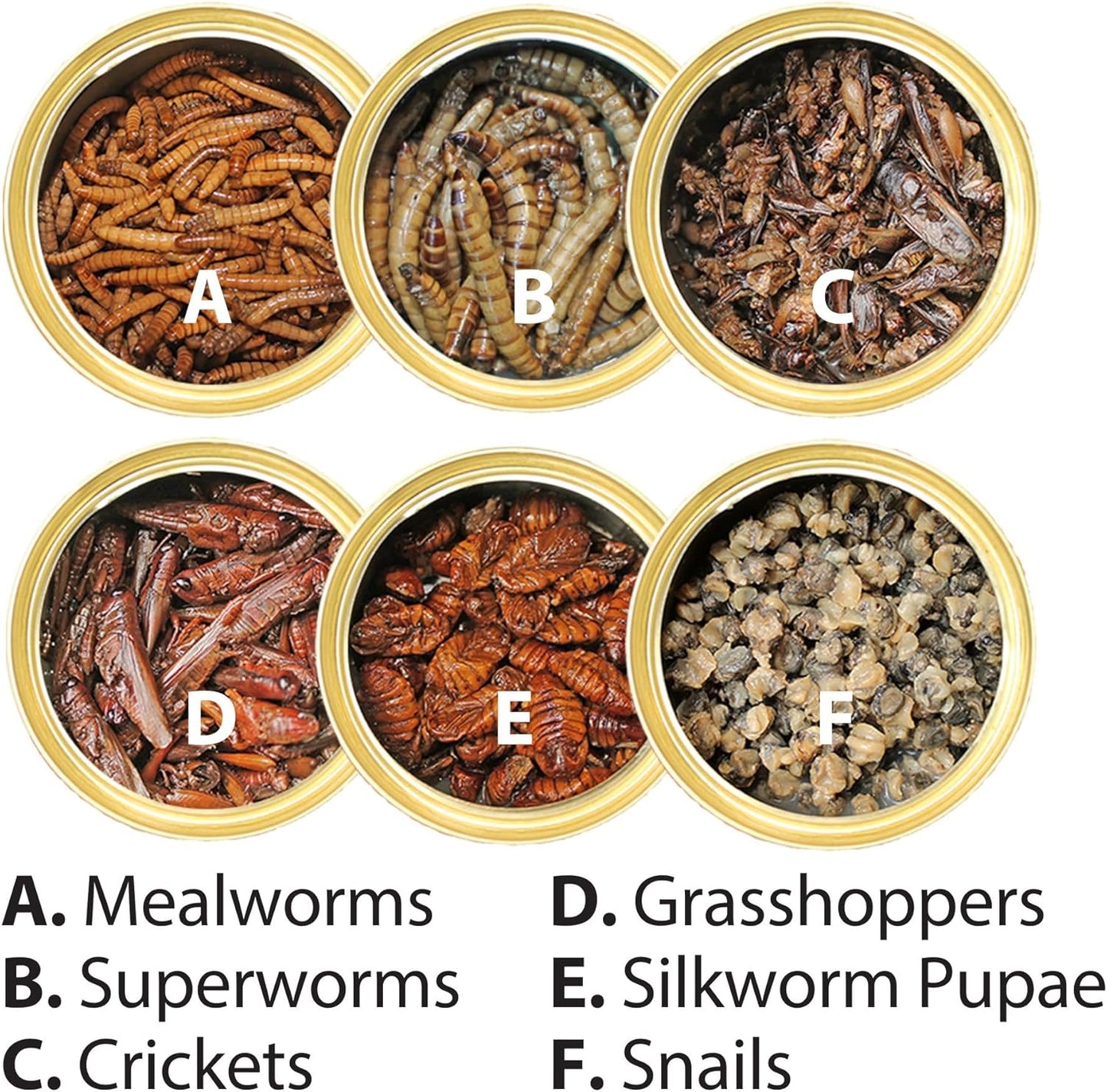 Canned Insect Assortment 6 Pack - Healthy High Protein Treat - For Hedgehogs, Sugar Gliders, Reptiles, Chickens, Lizards, Bearded Dragons, Turtles, Fish, Birds, Opossums, Skunks and other Insectivores